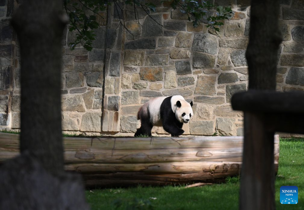 Giant panda Bao Li is seen during celebrations marking his fifth birthday at the Smithsonian's National Zoo in Washington, D.C., the United States, on Aug. 4, 2026. (Xinhua/Li Rui)