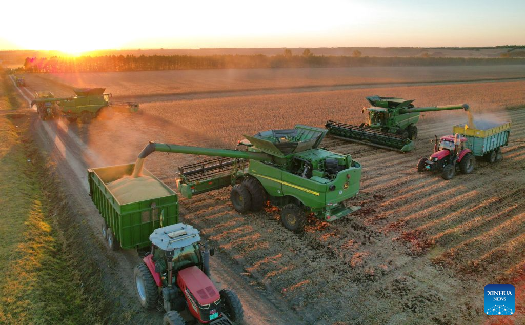 A drone photo taken on Oct. 4, 2026 shows harvesters working in a soybean field of a farm under Beidahuang Group in northeast China's Heilongjiang Province. China's top grain producer Heilongjiang Province has witnessed a bountiful harvest during the National Day holiday. (Photo by Xu Yingxian/Xinhua)