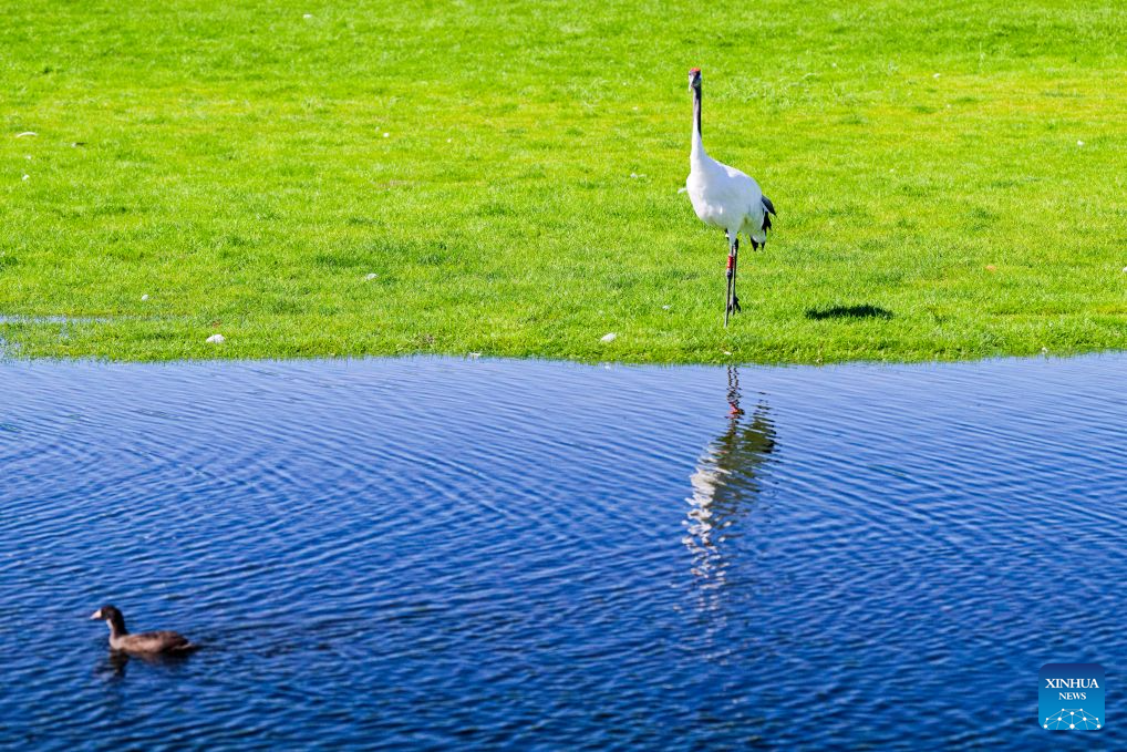 This photo taken on Aug. 13, 2026 shows red-crowned cranes at Zhalong National Nature Reserve in Qiqihar, northeast China's Heilongjiang Province. (Xinhua/Zhang Tao)