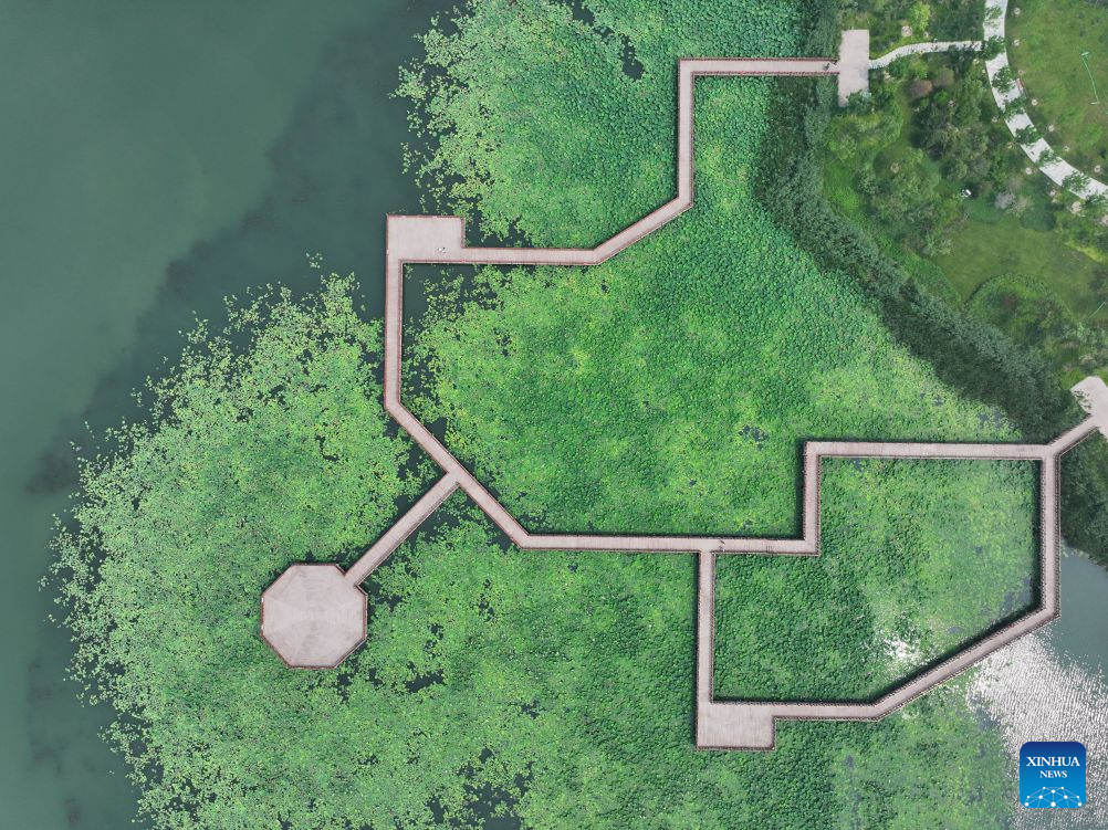 An aerial drone photo taken on June 24, 2026 shows a view of Baiyangdian Lake in Xiong'an New Area, north China's Hebei Province. Since the establishment of Xiong'an New Area, Baiyangdian Lake has undergone large-scale ecological restoration efforts, including pollution control, dredging, ecological water replenishment and wetland restoration. The lake's water quality reached Grade III under China's surface water quality standards in 2021 and has remained stable at that level for five consecutive years. (Xinhua/Mu Yu)