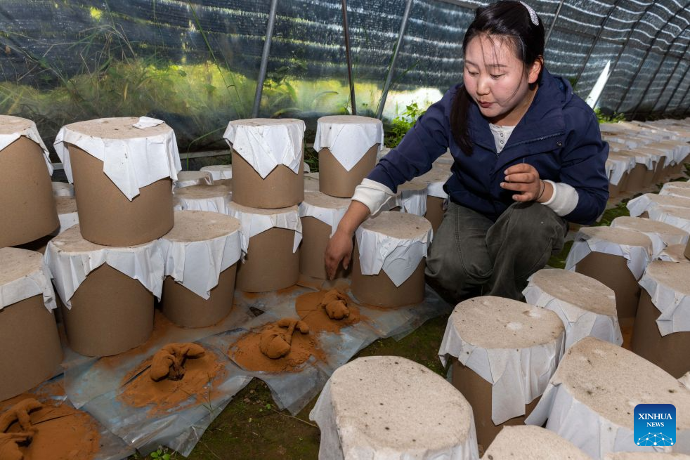 A college graduate staff member inspects the production of Lingzhi mushrooms spore powder in a greenhouse in Milin, Nyingchi, southwest China's Xizang Autonomous Region, Sept. 14, 2026.(Xinhua/Jiang Fan)