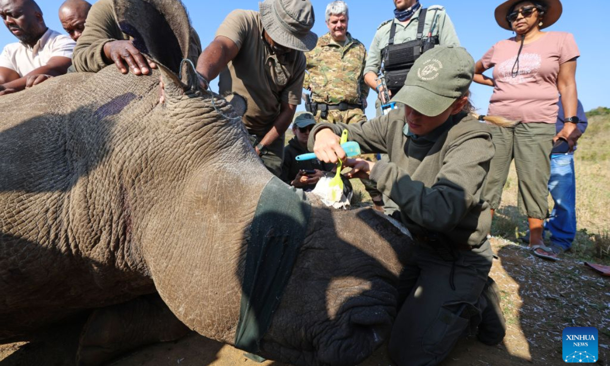 A park officer fits a white rhino with a tracking device at Hluhluwe-iMfolozi Park in KwaZulu-Natal Province, South Africa, Aug. 19, 2026. (Xinhua/Chen Wei)