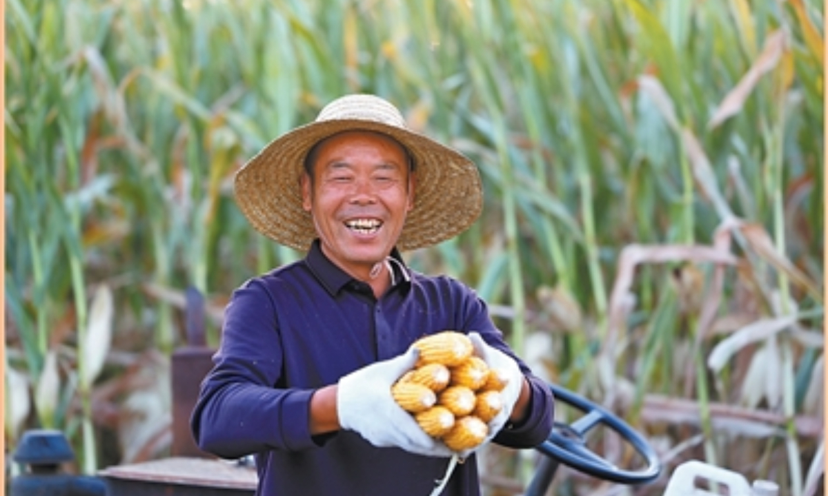 Golden waves in fields: Celebrating Chinese farmers' Harvest Festival. Photo: People's Daily