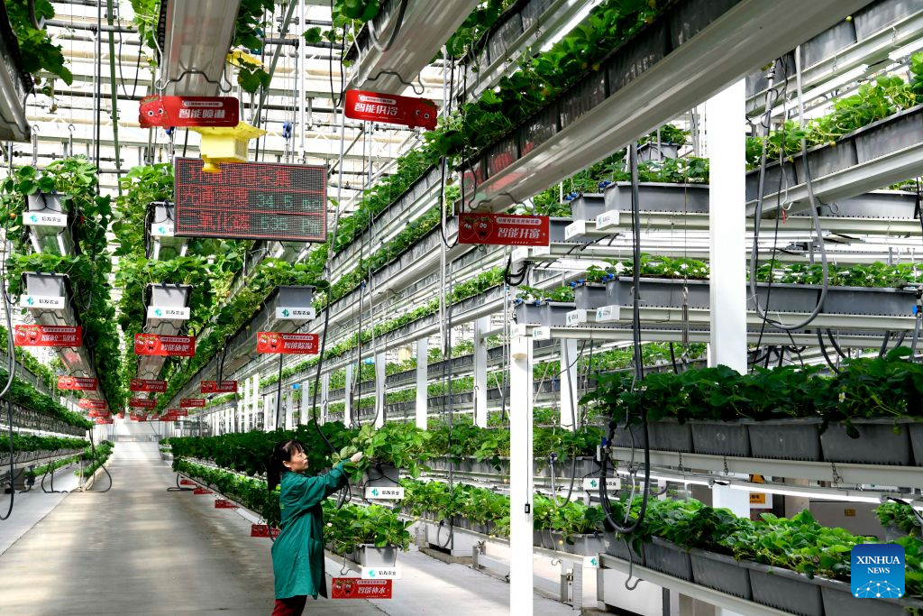 A staff member tends strawberries at the Xinfa modern agricultural industrial park in Chiping District of Liaocheng City, east China's Shandong Province, Sept. 15, 2026. Since the start of this year, local authorities in Chiping District have stepped up efforts to promote smart agriculture, standardized production models and deep industrial integration, boosting modern agricultural development and rural revitalization. (Xinhua/Guo Xulei)