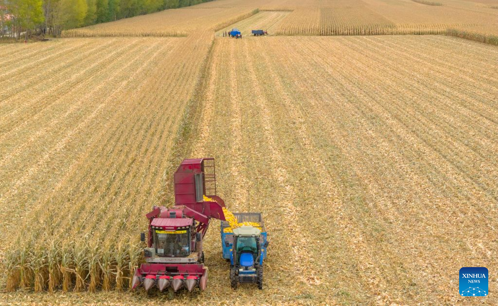 A drone photo taken on Oct. 9, 2026 shows harvesters working at a corn field in Tangyuan County of Jiamusi City, northeast China's Heilongjiang Province. (Photo by Chen Zhiguo/Xinhua)