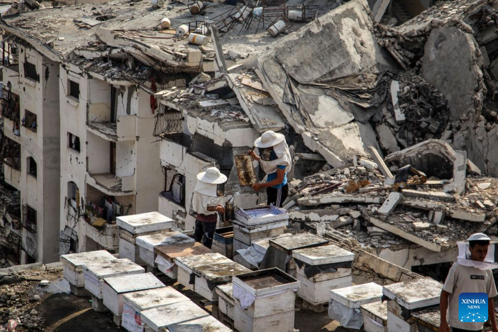 Sons of Palestinian beekeeper Ibrahim al-Dabba, tend to beehives on the roof of a destroyed building in Gaza City's Tel al-Hawa area, Aug. 10, 2026. Before the war, al-Dabba owned more than 400 beehives spreading across eastern Gaza. Gaza's Ministry of Agriculture said the war had damaged around 28,400 beehives across the Strip. (Photo by Rizek Abdeljawad/Xinhua)
