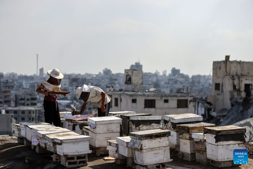 Sons of Palestinian beekeeper Ibrahim al-Dabba, tend to beehives on the roof of a destroyed building in Gaza City's Tel al-Hawa area, Aug. 10, 2026. Before the war, al-Dabba owned more than 400 beehives spreading across eastern Gaza. Gaza's Ministry of Agriculture said the war had damaged around 28,400 beehives across the Strip. (Photo by Rizek Abdeljawad/Xinhua)