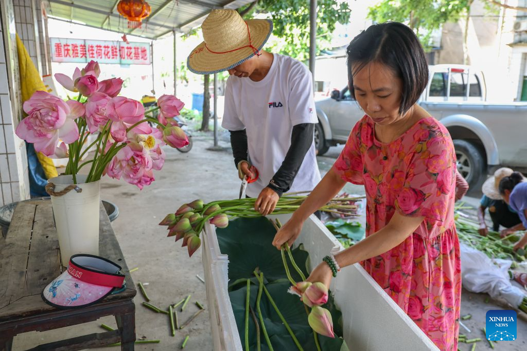 Farmers pack fresh-cut lotus flowers at a lotus planting base in Longshui Town, Dazu District in southwest China's Chongqing Municipality, Aug. 11, 2026.
Dazu District in Chongqing has built a booming lotus industry that now generates around 430 million yuan (about 64 million U.S. dollars) annually from fresh-cut flower sales alone, providing a vital source of income for local farmers.
To date, the district's lotus cultivation now spans more than 50,000 mu (about 3,333 hectares), with more than 1,000 varieties. During the harvest season, which runs from May to October, the district produces roughly 90 million stems of cut lotus flowers. (Xinhua/Huang Wei)