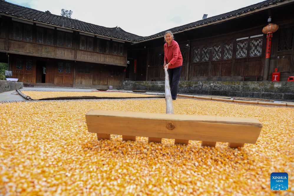 A farmer air-dries corns at home in Fangjialing Village of Yinjiang Tujia and Miao Autonomous County, southwest China's Guizhou Province, Sept. 15, 2026. Farmers are busy with the autumn harvesting in China. (Photo by Wang Dong/Xinhua)