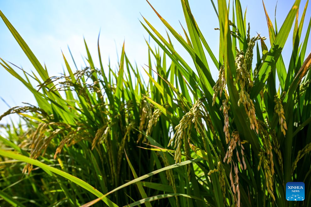 This photo taken on Aug. 20, 2026 shows rice ears at Haolibao Town in Jalaid Banner of Hinggan League, north China's Inner Mongolia Autonomous Region. (Xinhua/Bei He)
