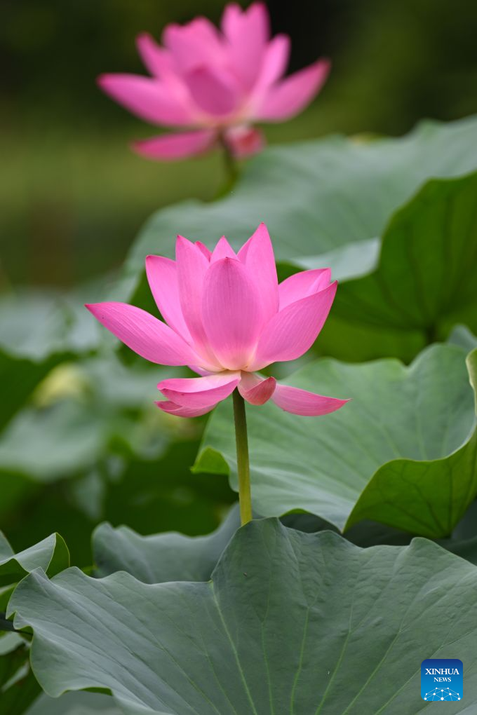 This photo taken on Aug. 23, 2026 shows lotus flowers at Zizhuyuan Park in Beijing, capital of China. (Xinhua/Xin Yuewei)