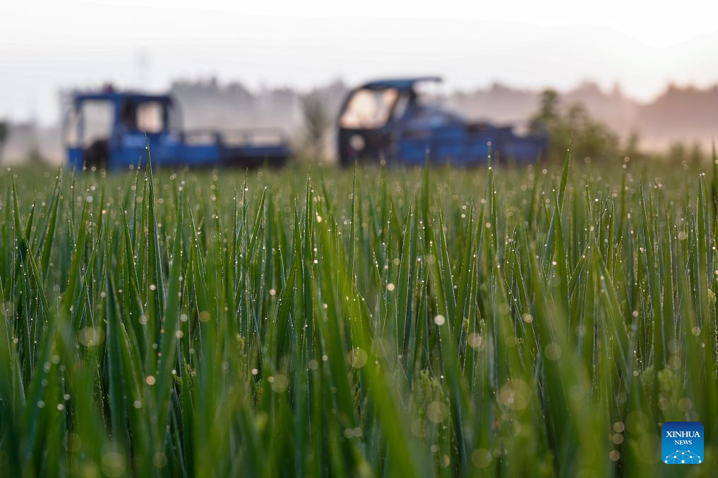 Paddy rice plants are seen in Anji County of Huzhou, east China's Zhejiang Province, Sept. 7, 2026. Farmers are busy with farm work around White Dew (Bailu), one of the 24 solar terms meaning dew curdles and the start to get cold. (Photo by Pan Xuekang/Xinhua)
