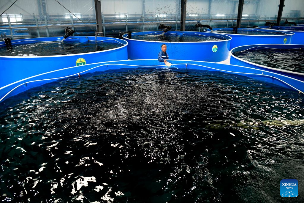 A staff member feeds perch at the Xinfa modern agricultural industrial park in Chiping District of Liaocheng City, east China's Shandong Province, Sept. 15, 2026. Since the start of this year, local authorities in Chiping District have stepped up efforts to promote smart agriculture, standardized production models and deep industrial integration, boosting modern agricultural development and rural revitalization. (Xinhua/Guo Xulei)