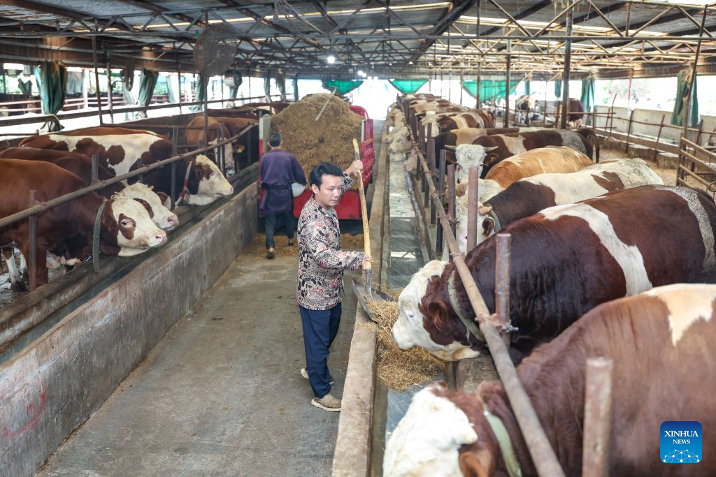 Farmers feed beef cattle in Shiquan Village of Shihao Town in Qijiang District, southwest China's Chongqing, Sept. 15, 2026.
After the Zunyi Meeting in 1935, more than 8,000 Red Army soldiers were stationed overnight in Qijiang, creating a valuable opportunity for the first crossing of the Chishui River during the Long March.
Leveraging its rich red history, Qijiang is committed to developing red tourism, while steadily advancing rural revitalization by building vegetable, breeding, and clothing industries. (Xinhua/Huang Wei)