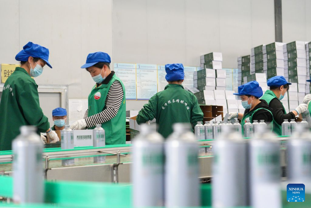 Workers package matcha-flavored beer at a workshop in Jiangkou County, Tongren City, southwest China's Guizhou Province, April 23, 2026. (Photo by Shen Yikai/Xinhua)
