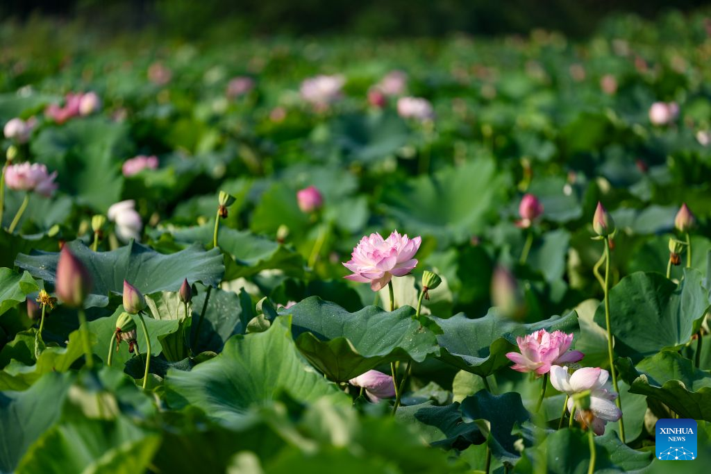 Lotus flowers are pictured at a lotus planting base in Longshui Town, Dazu District in southwest China's Chongqing Municipality, Aug. 11, 2026.
Dazu District in Chongqing has built a booming lotus industry that now generates around 430 million yuan (about 64 million U.S. dollars) annually from fresh-cut flower sales alone, providing a vital source of income for local farmers.
To date, the district's lotus cultivation now spans more than 50,000 mu (about 3,333 hectares), with more than 1,000 varieties. During the harvest season, which runs from May to October, the district produces roughly 90 million stems of cut lotus flowers. (Xinhua/Huang Wei)