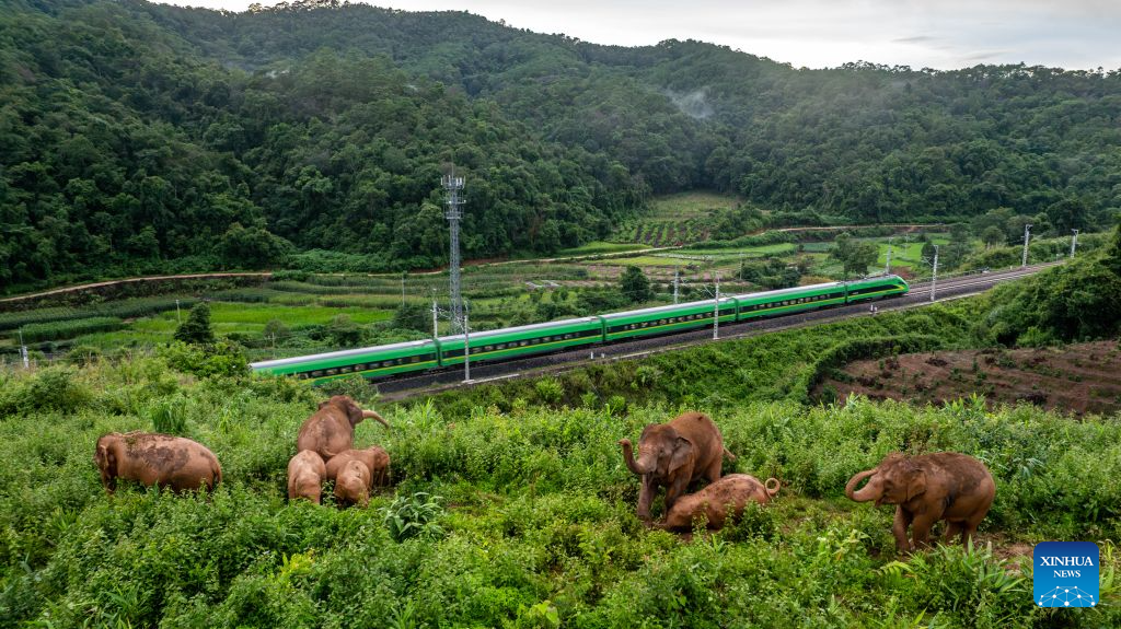 A drone photo taken on Aug. 8, 2024 shows a herd of elephants in Dadugang Township of Jinghong City, Xishuangbanna Dai Autonomous Prefecture, southwest China's Yunnan Province. The short-nose family of wild Asian elephants captured worldwide attention in 2021 after roaming more than 1,400 kilometers across Yunnan Province. It returned to its traditional habitat with 14 members. Embracing two calves born this year, members of the family have since grown to 21.
Yunnan has developed a comprehensive approach to Asian elephant conservation that combines habitat restoration, connected habitats, scientific monitoring and early warning, community participation and cross-border cooperation. The province is also home to the Xishuangbanna Asian Elephant Breeding and Rescue Center, which has rescued and rehabilitated more than 30 wild Asian elephants since its establishment in 2009.
China has established 11 nature reserves covering a total of 5,098 square kilometers across wild Asian elephant habitats. The country's wild Asian elephant population has risen from about 150 in the 1980s to nearly 400 today. (Xinhua/Hu Chao)