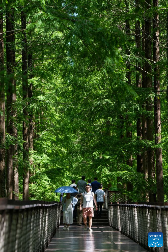 Visitors are pictured at the Dongtai Huanghai Forest Park in Dongtai of Yancheng, east China's Jiangsu Province, on Aug. 16, 2026 (Xinhua/Li Bo)