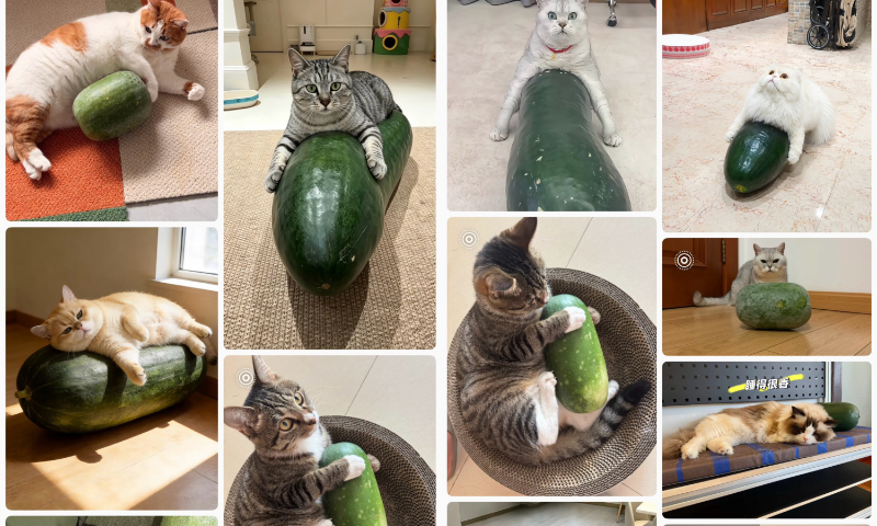 Winter melon becomes trendy pet 'cooling companions' in China as suppliers' stocks sell out quickly - Global Times