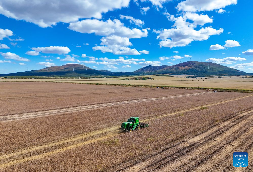 A drone photo taken on Oct. 3, 2026 shows a harvester working in a soybean field in Fujin, northeast China's Heilongjiang Province. China's top grain producer Heilongjiang Province has witnessed a bountiful harvest during the National Day holiday. (Photo by Qu Yubao/Xinhua)