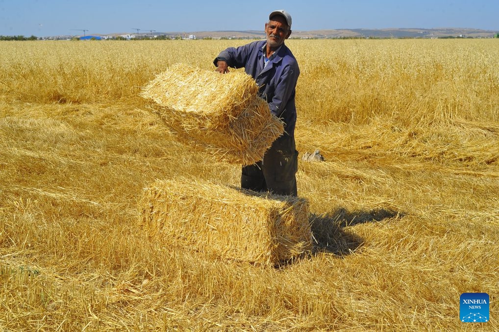 A farmer lifts a bale of straw in a field in Borj El Amri, Tunisia, June 21, 2026. (Photo by Adel Ezzine/Xinhua)


