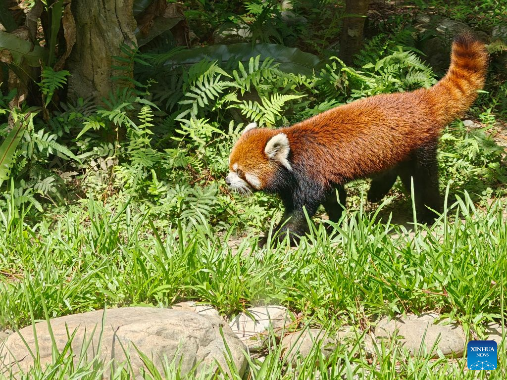 This photo taken on July 29, 2026 shows the male red panda Le Le gifted by Shanghai Zoo at Taipei Zoo, in Taipei, southeast China's Taiwan. Two red pandas gifted by Shanghai Zoo made their public debut at Taipei Zoo this week, drawing enthusiastic crowds. (Xinhua/Huang Yang)