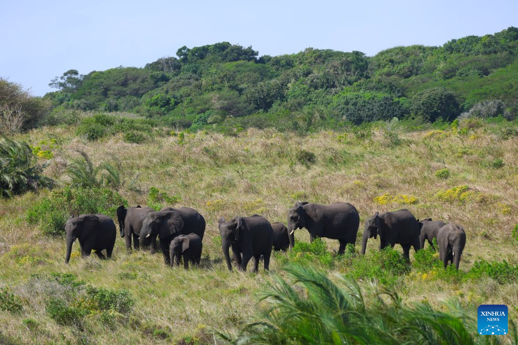 African elephants are pictured at iSimangaliso Wetland Park in KwaZulu-Natal Province, South Africa, Aug. 20, 2026. Located in northern KwaZulu-Natal Province, the park features a rich diversity of ecosystems, including lakes, wetlands, beaches and coastal forests. It was inscribed on the UNESCO World Heritage List in 1999. (Xinhua/Chen Wei)