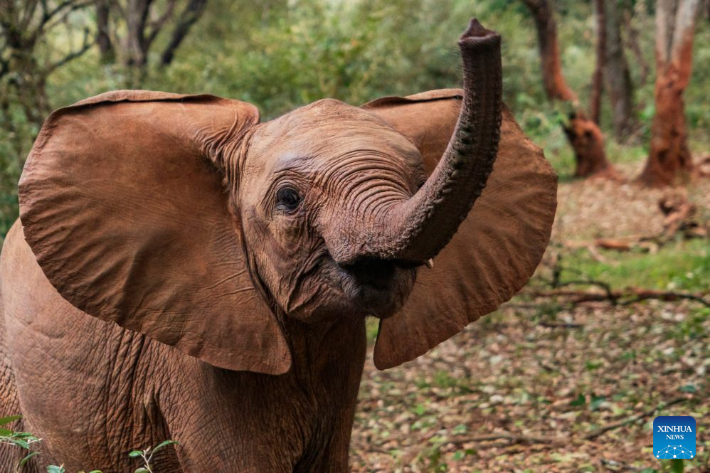 An African elephant plays at Sheldrick Wildlife Trust's Nairobi Nursery in Nairobi, Kenya, Aug. 11, 2026.

August 12 marks World Elephant Day, an international annual event to bring attention to the threats facing elephants and promote their protection. (Xinhua/Xie Jianfei)