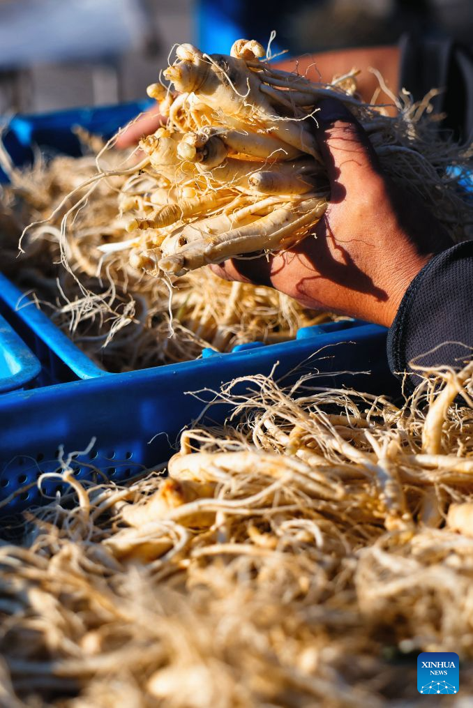 A worker sorts ginseng at a ginseng processing company in Wanliang Town, Fusong County, northeast China's Jilin Province, Sept. 19, 2026. In Autumn, Fusong County, located in the hinterland of the Changbai Mountain in northeast China's Jilin Province, has greeted the harvest and dealing season for locally grown ginseng. As the largest planting, processing and trading center of ginseng in China, Fusong County is also called the hometown of ginseng.
In recent years, Jilin has promoted the ginseng industry as a key mission in high-quality development, with the comprehensive output value of the ginseng industry exceeding 100 billion yuan (about 14.94 billion U.S. dollars) in 2025, a 30.5 percent increase from that of last year, the biggest increase in the last ten years. (Xinhua/Xu Chang)
