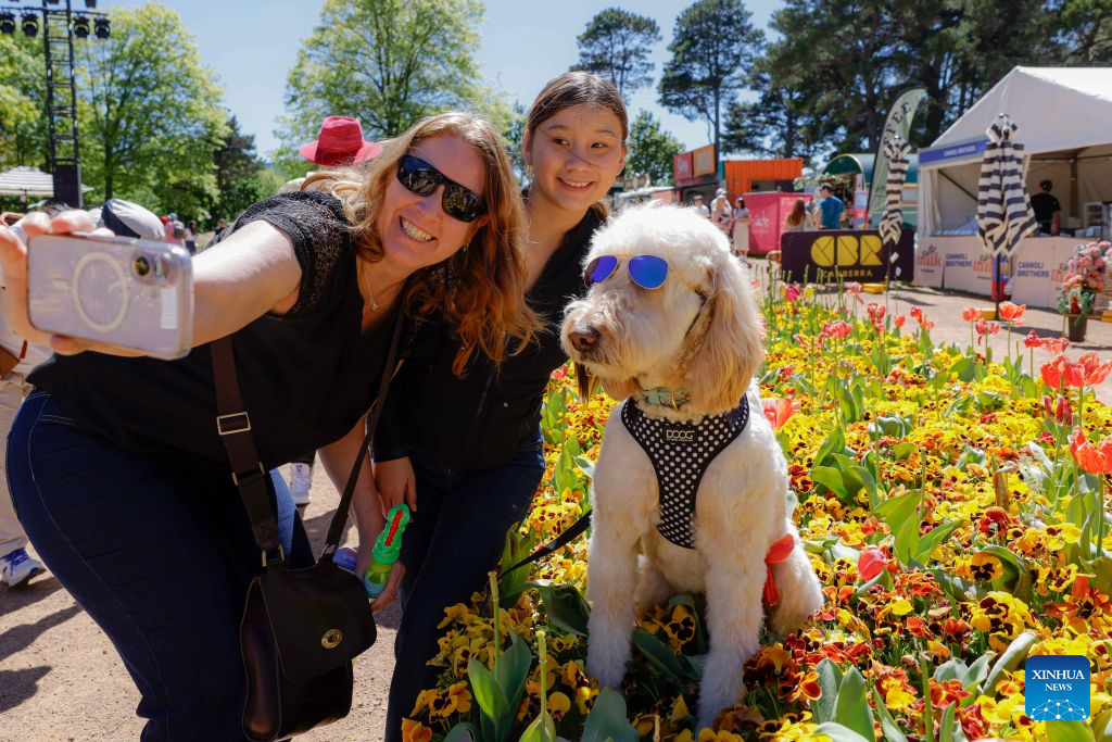 People take selfies with a dog at Dogs' Day Out event during the Floriade flower festival in Canberra, Australia, on Oct. 11, 2026.
The Floriade flower festival here held its Dogs' Day Out event on Sunday, marking the conclusion of this year's spring welcoming festivity. (Photo by Chu Chen/Xinhua)