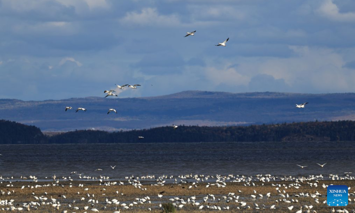 This photo taken on Oct. 9, 2026 shows the fall migration of snow geese at the Cap Tourmente National Wildlife Area in Quebec, Canada. (Photo by Yang Shu/Xinhua)