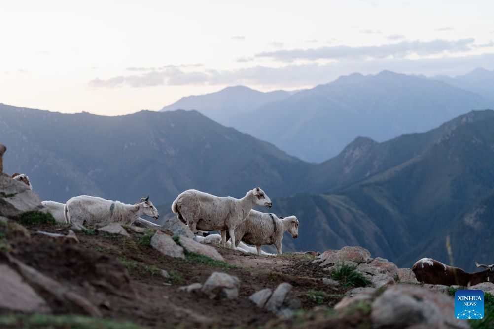 Goats graze on a grassland in Sunan Yugur Autonomous County, Zhangye City, northwest China's Gansu Province, on Aug. 6, 2026. (Xinhua/Liu Keying)