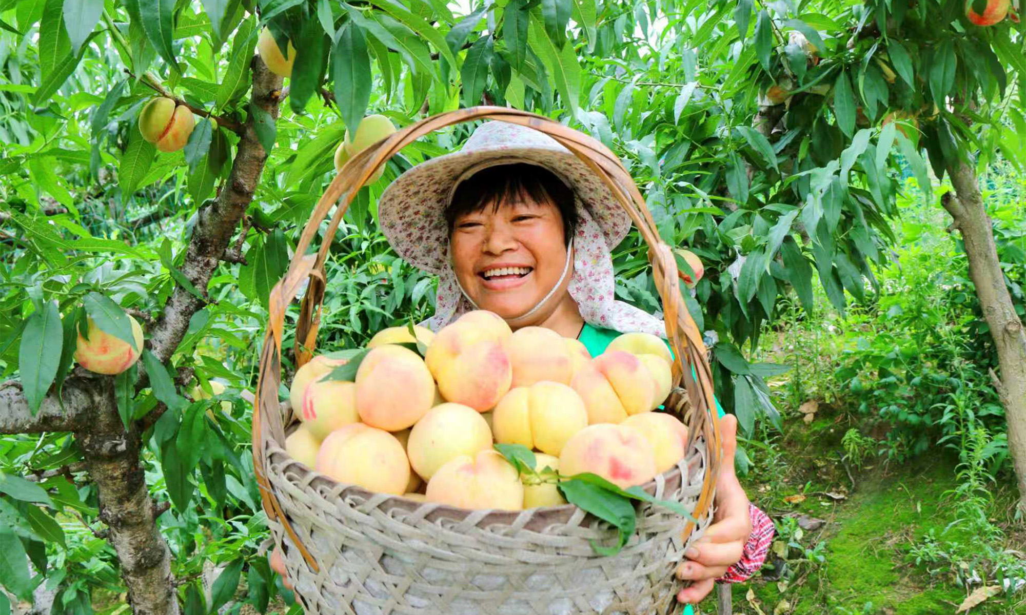 Photo：Yangshan honey peaches
