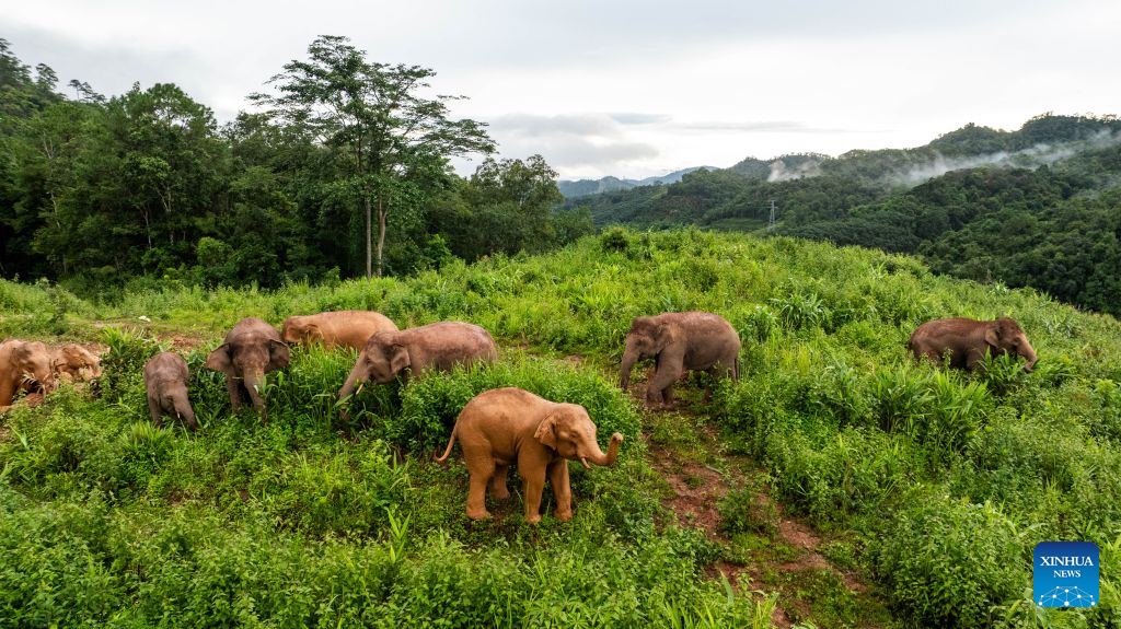 A drone photo taken on Aug. 8, 2024 shows a herd of elephants in Dadugang Township of Jinghong City, Xishuangbanna Dai Autonomous Prefecture, southwest China's Yunnan Province. The short-nose family of wild Asian elephants captured worldwide attention in 2021 after roaming more than 1,400 kilometers across Yunnan Province. It returned to its traditional habitat with 14 members. Embracing two calves born this year, members of the family have since grown to 21.
Yunnan has developed a comprehensive approach to Asian elephant conservation that combines habitat restoration, connected habitats, scientific monitoring and early warning, community participation and cross-border cooperation. The province is also home to the Xishuangbanna Asian Elephant Breeding and Rescue Center, which has rescued and rehabilitated more than 30 wild Asian elephants since its establishment in 2009.
China has established 11 nature reserves covering a total of 5,098 square kilometers across wild Asian elephant habitats. The country's wild Asian elephant population has risen from about 150 in the 1980s to nearly 400 today. (Xinhua/Hu Chao)