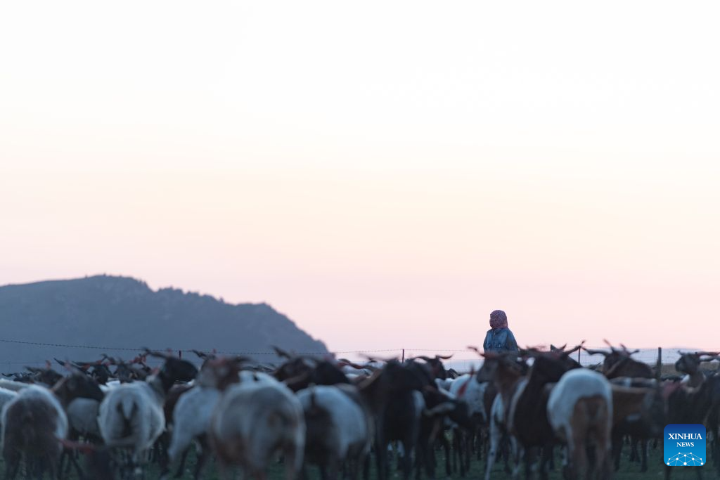 A shepherd herds goats in Sunan Yugur Autonomous County, Zhangye City, northwest China's Gansu Province, on Aug. 6, 2026. (Xinhua/Liu Keying)