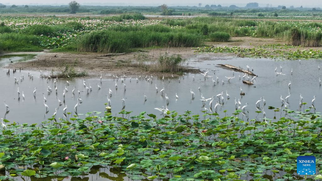 An aerial drone photo taken on Aug. 8, 2026 shows egrets resting and searching for food at the Hongze Lake Wetland in Sihong County, east China's Jiangsu Province. Hongze Lake Wetland National Nature Reserve, with an area of 750,000 Mu (50,000 hectares), provides vital habitats for birds migrating along the East Asian-Australasian Flyway. In recent years, the nature reserve has seen its number of bird species increase from 147 in 2013 to 240 nowadays, thanks to various environmental protection measures. The total number of birds in the nature reserve has increased to over 800,000. (Photo by Xu Changliang/Xinhua)