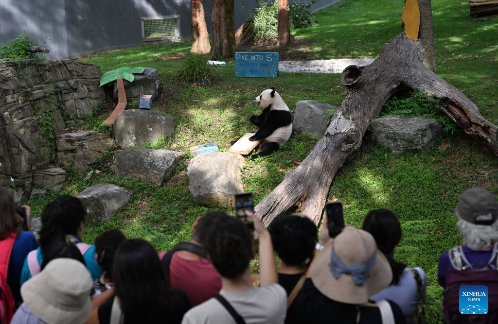 People watch giant panda Bao Li eating his birthday cake during celebrations marking his fifth birthday at the Smithsonian's National Zoo in Washington, D.C., the United States, on Aug. 4, 2026. (Xinhua/Li Rui)