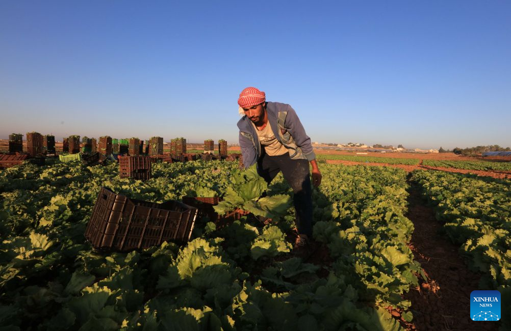 A farmer harvests lettuce in southern Amman, Jordan, Sept. 7, 2026. (Photo by Mohammad Abu Ghosh/Xinhua)