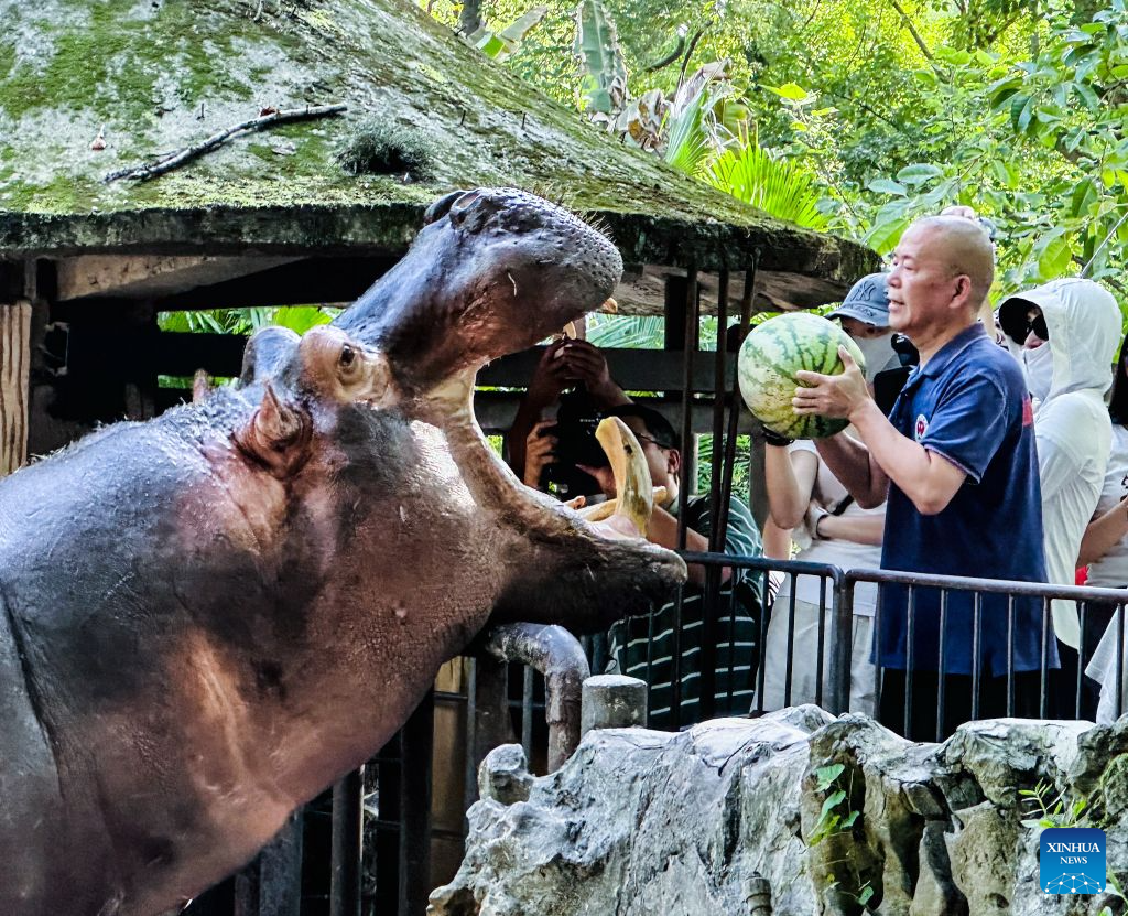 A breeder feeds a hippopotamus with watermelon at the Chongqing Zoo in southwest China's Chongqing Municipality, July 23, 2026. The zoo has taken various measures to cool the animals off and to keep them comfortable during the summer heat here. (Photo by Yang Ke/Xinhua)