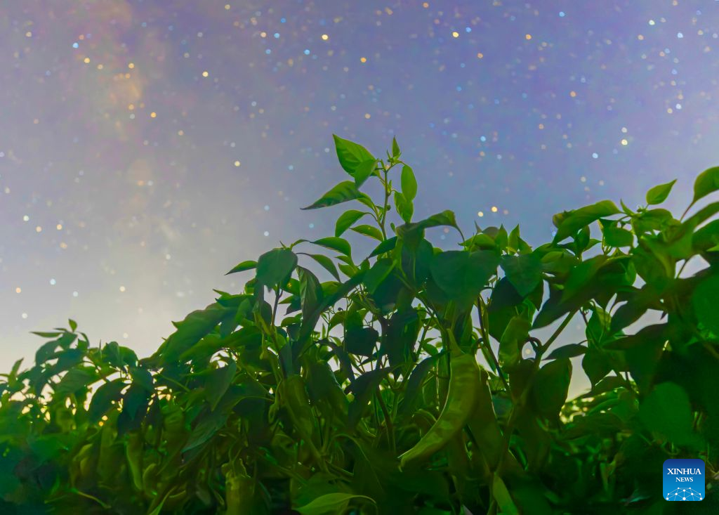 This photo taken on Aug. 7, 2026 shows chilly peppers under starry sky in Shuangyashan City, northeast China's Heilongjiang Province. (Photo by Han Yang/Xinhua)