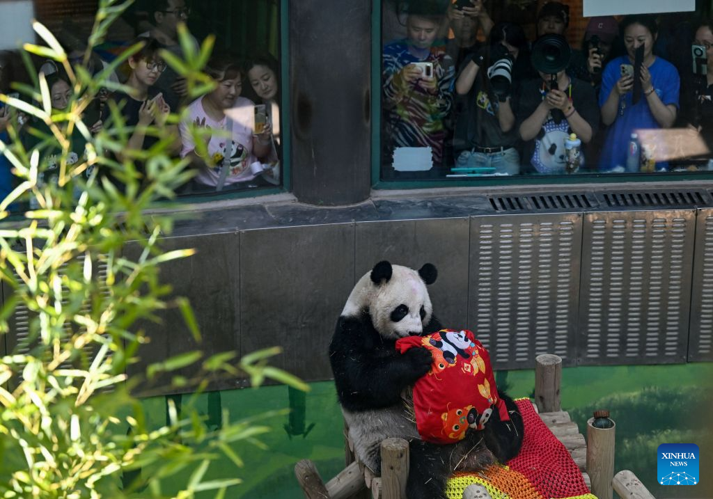 Tourists take photos and videos of giant panda Xing Mei at the zoo of Photosynthesis Valley Tourist Resort in north China's Tianjin Municipality, Aug. 10, 2026. The zoo in the Photosynthesis Valley Tourist Resort celebrated Xing Mei's 15th birthday on Monday. Xing Mei was born in August 2011 at the Chengdu Research Base of Giant Panda Breeding in Chengdu, capital of southwest China's Sichuan Province, and was transferred to Tianjin in September 2013. (Xinhua/Zhao Zishuo)