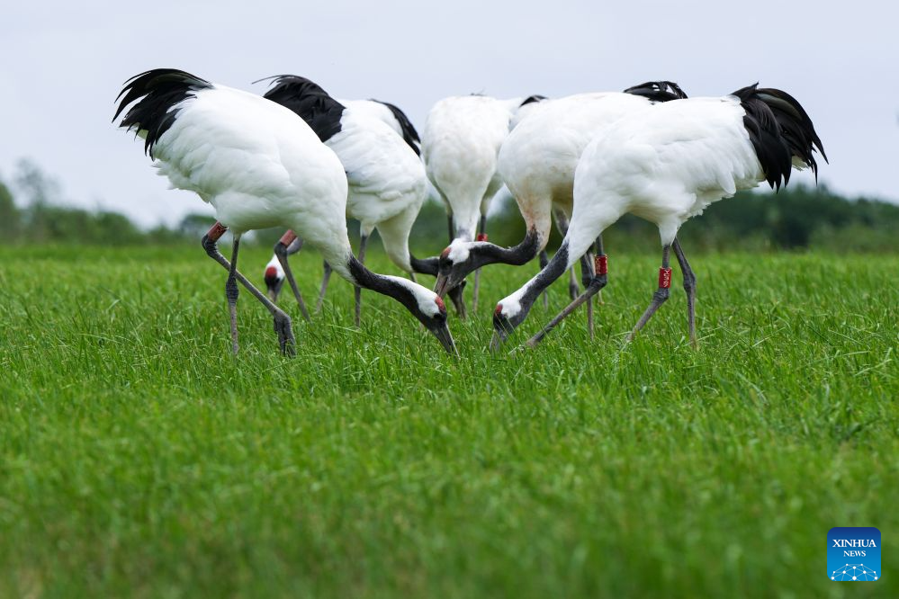 Red-crowned cranes are pictured at the Red-crowned Crane Wetland Ecological Tourism Zone in Yancheng, east China's Jiangsu Province, on Aug. 13, 2026. The endangered red-crowned crane is under national first-class protection. (Xinhua/Li Bo)