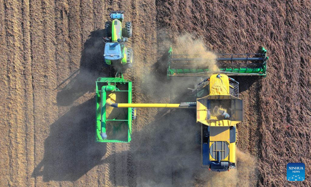 An aerial drone photo taken on Oct. 6, 2026 shows harvesters working at a soybean field of a farm under Beidahuang Group in northeast China's Heilongjiang Province. (Photo by Li Xing/Xinhua)