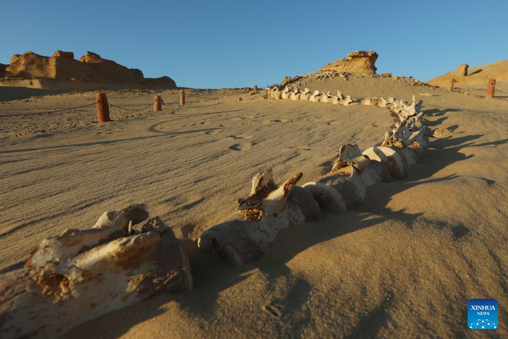 This photo taken on Aug. 18, 2026 shows whale fossil remains at Wadi Al-Hitan, or the Whale Valley, in Fayoum, western Egypt. Wadi Al-Hitan, or the Whale Valley, located in the western desert of Egypt, contains invaluable fossil remains of the earliest, and now extinct, suborder of whales, Archaeoceti. It was listed as a World Heritage Site by UNESCO in 2005. (Xinhua/Ahmed Gomaa)