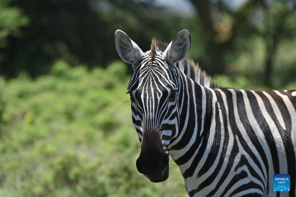A zebra is seen in the Lake Nakuru National Park in the Great Rift Valley, Nakuru County, Kenya, Aug. 26, 2026. Home to extensive savanna landscapes, abundant wildlife and spectacular natural scenery, Kenya ranks among Africa's major tourism destinations. (Xinhua/Liu Qiong)