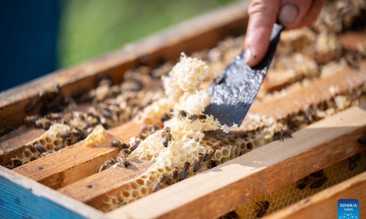 Yue Yun cleans honeycomb at a honeybee farm at a national nature reserve in Raohe County of northeast China's Heilongjiang Province, July 29, 2026.
Yue Yun, a villager in Shuangsheng Village of Raohe County in northeast China's Heilongjiang Province, has been doing the business of black honeybees for 33 years.
To expand the market of honey produced here, Raohe County in recent years has introduced leading enterprises, which set up cooperatives here and also offer technique training for honeybee farmers, to ensure the quality of honey products.
By far, at the national nature reserve of northeast black honeybees, about 431 honeybee farms have been established and more than 1,300 related workers have been involved. (Photo by Zhang Chunlei/Xinhua)