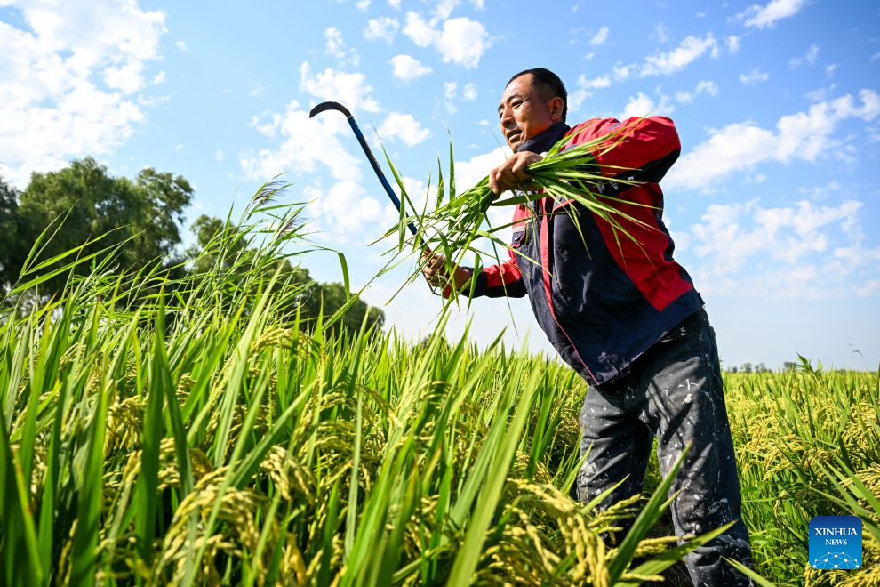 A farmer weeds in a rice field at Haolibao Town in Jalaid Banner of Hinggan League, north China's Inner Mongolia Autonomous Region, Aug. 20, 2026. (Xinhua/Bei He)