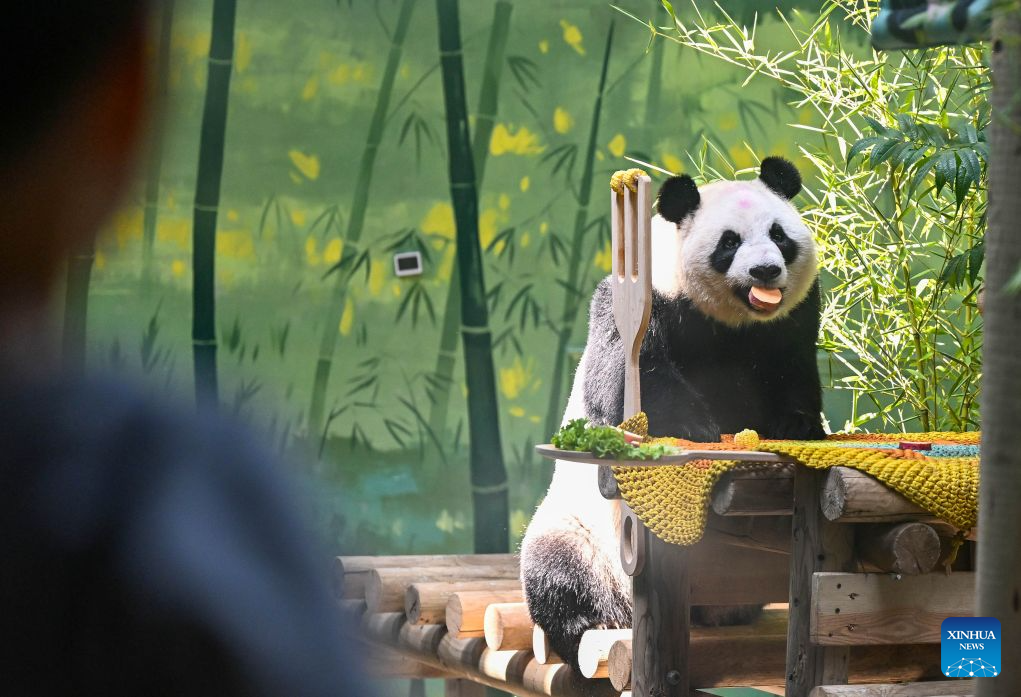 Giant panda Xing Mei enjoys its birthday feast at the zoo of Photosynthesis Valley Tourist Resort in north China's Tianjin Municipality, Aug. 10, 2026. The zoo in the Photosynthesis Valley Tourist Resort celebrated Xing Mei's 15th birthday on Monday. Xing Mei was born in August 2011 at the Chengdu Research Base of Giant Panda Breeding in Chengdu, capital of southwest China's Sichuan Province, and was transferred to Tianjin in September 2013. (Xinhua/Zhao Zishuo)