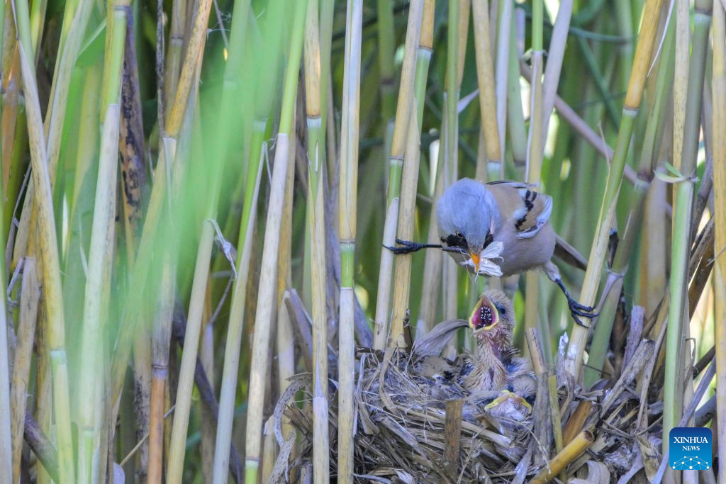 A parent bearded reedling feeds its nestlings at the Keqin Lake wetland area in Qiqihar City, northeast China's Heilongjiang Province, June 25, 2026. Wetlands and nature reserves in Heilongjiang Province have entered the critical period for the breeding of northbound migratory birds, since the beginning of summer. (Photo by Wang Yonggang/Xinhua)