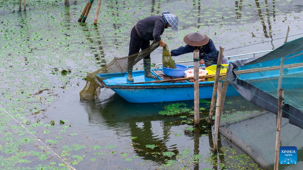 A drone photo shows crab farmers catching hairy crabs on the Yangcheng Lake in Suzhou, east China's Jiangsu province, Sept. 28, 2026. This year's harvest season for China's highly sought-after freshwater crabs began on Monday in the Yangcheng Lake. (Photo by Wang Xuzhong/Xinhua)